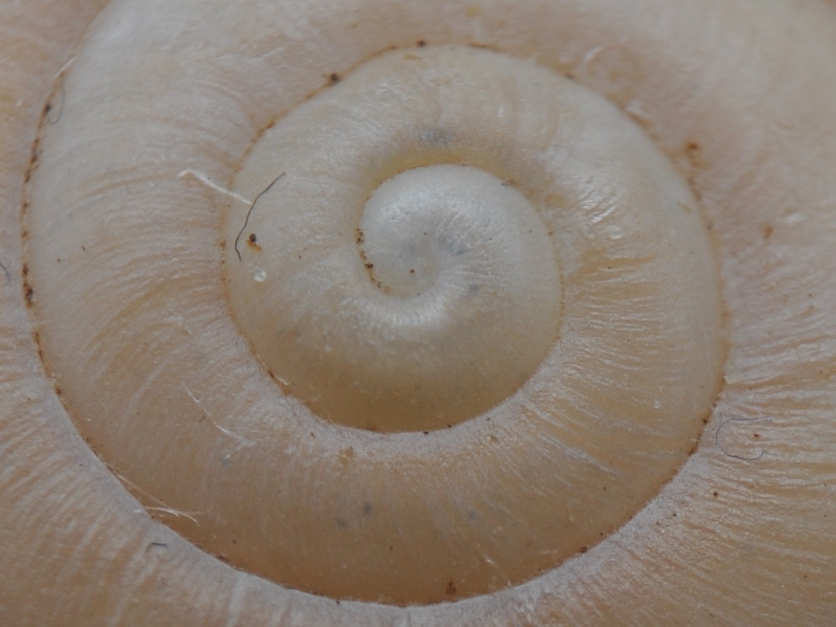 Chilostoma  padanum da Ror (TO)